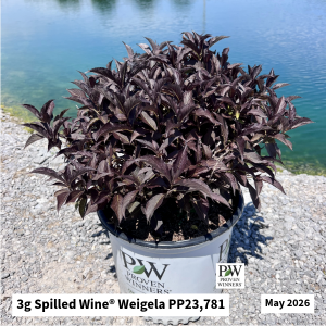 May 2026 3g Spilled Wine Weigela Website